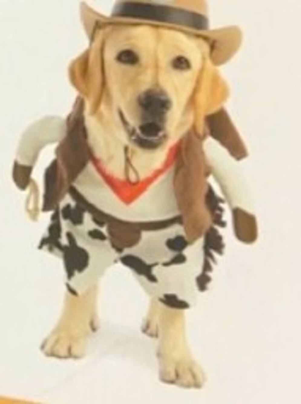 Witch crafters cowboy PET Halloween Costume pet dogs size XL (No Hat)
